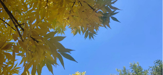 朔城区一中（敬德校区）秋天午后的凌云楼 图4